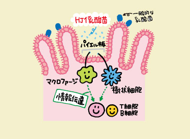 Premium乳酸菌H&JIN 乳酸菌エイチジングリーンEX HJ1乳酸菌