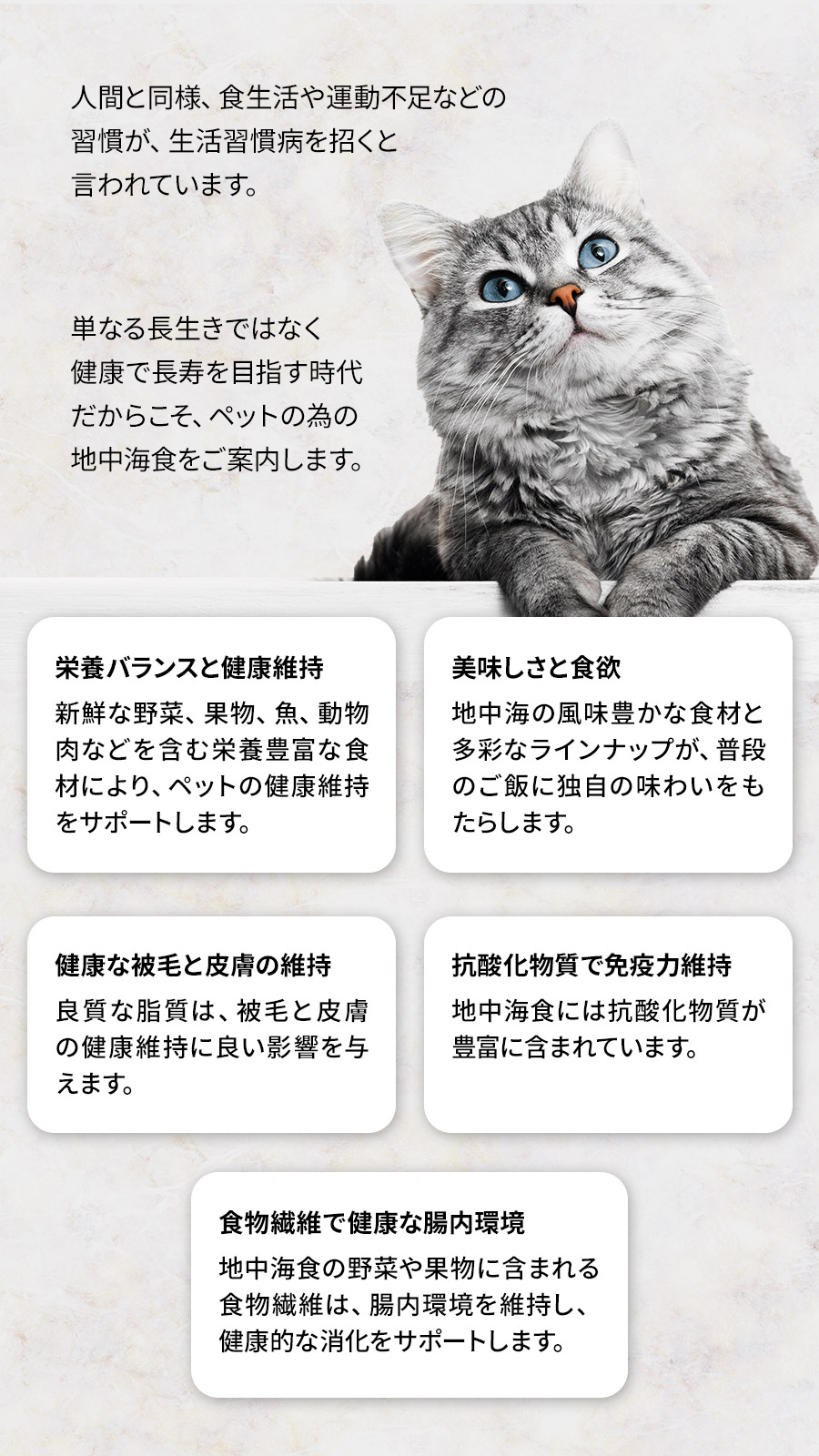 アンブロシア猫