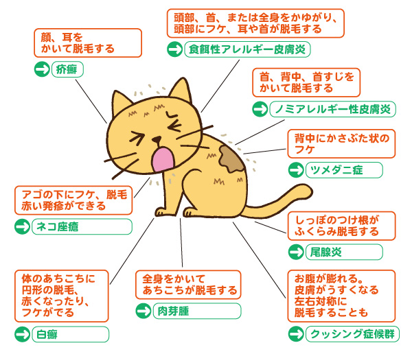 猫の皮膚の病気