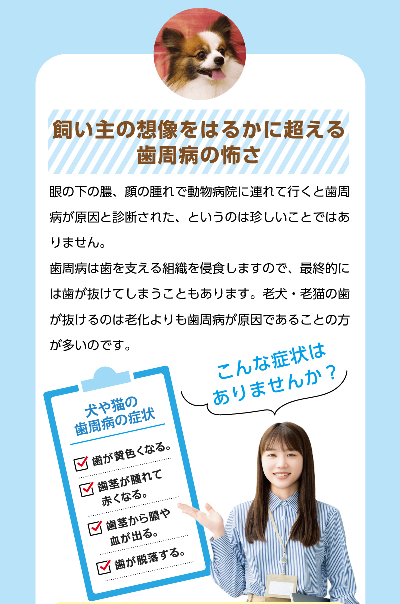 【飼い主の想像をはるかに超える歯周病の怖さ】眼の下の膿、顔の腫れで動物病院に連れて行くと歯周病が原因と診断された、というのは珍しいことではありません。歯周病は歯を支える組織を侵食しますので、最終的には歯が抜けてしまうこともあります。老犬・老猫の歯が抜けるのは老化よりも歯周病が原因であることの方が多いのです。
