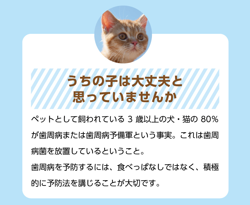 【うちの子は大丈夫と思っていませんか】ペットとして飼われている3歳以上の犬・猫の80％が歯周病または歯周病予備軍という事実。これは歯周病菌を放置しているということ。歯周病を予防するには、食べっぱなしではなく、積極的に予防法を講じることが大切です。