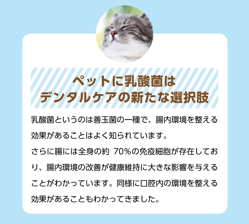【ペットに乳酸菌はデンタルケアの新たな選択肢】乳酸菌というのは善玉菌の一種で、腸内環境を整える効果があることはよく知られています。さらに腸には全身の約70％の免疫細胞が存在しており、腸内環境の改善が健康維持に大きな影響を与えることがわかっています。同様に口腔内の環境を整える効果があることもわかってきました。