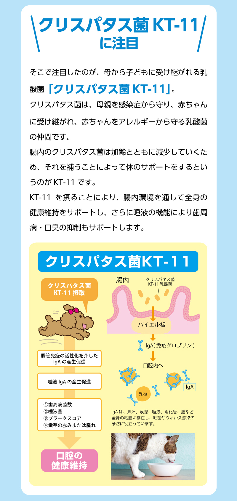 【クリスパタス菌KT-11に注目】　そこで注目したのが、母から子どもに受け継がれる乳酸菌「クリスパタス菌KT-11」。クリスパタス菌は、母親を感染症から守り、赤ちゃんに受け継がれ、赤ちゃんをアレルギーから守る乳酸菌の仲間です。腸内のクリスパタス菌は加齢とともに減少していくため、それを補うことによって体のサポートをするというのがKT-11です。KT-11を摂ることにより、腸内環境を通して全身の健康維持をサポートし、さらに唾液の機能により歯周病・口臭の抑制もサポートします。