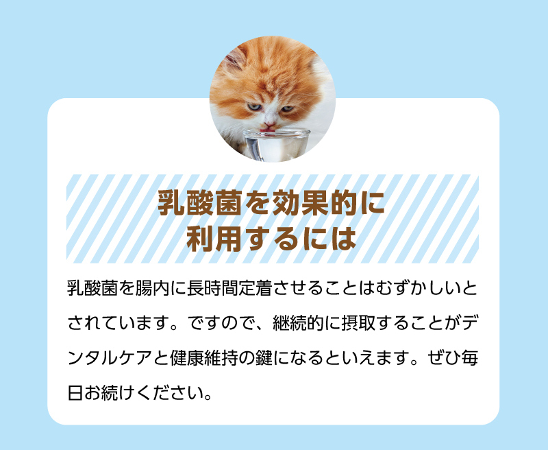 【乳酸菌を効果的に利用するには】乳酸菌を腸内に長時間定着させることはむずかしいとされています。ですので、継続的に摂取することがデンタルケアと健康維持の鍵になるといえます。ぜひ毎日お続けください。