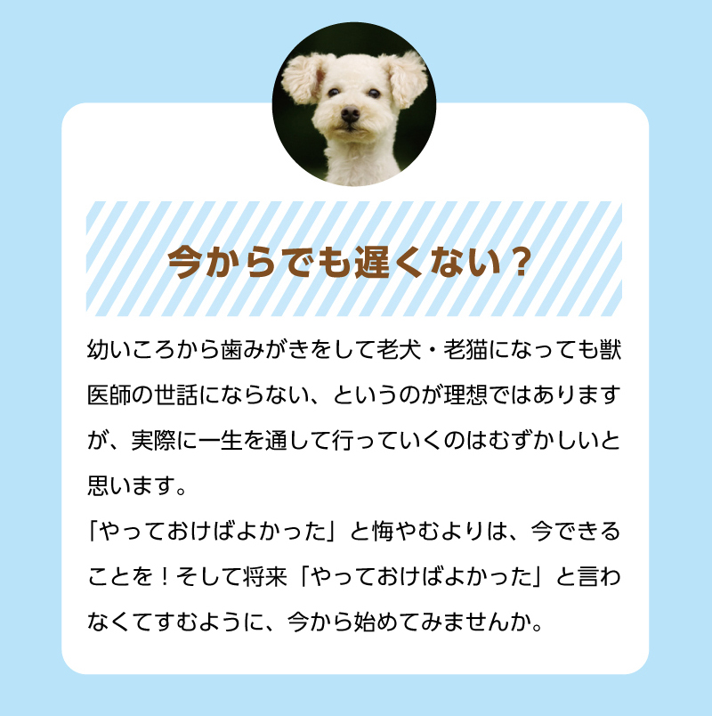 【今からでも遅くない？】幼いころから歯みがきをして老犬・老猫になっても獣医師の世話にならない、というのが理想ではありますが、実際に一生を通して行っていくのはむずかしいと思います。「やっておけばよかった」と悔やむよりは、今できることを！　そして将来「やっておけばよかった」と言わなくてすむように、今から始めてみませんか。