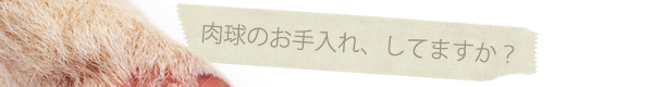 肉球のお手入れしていますか?