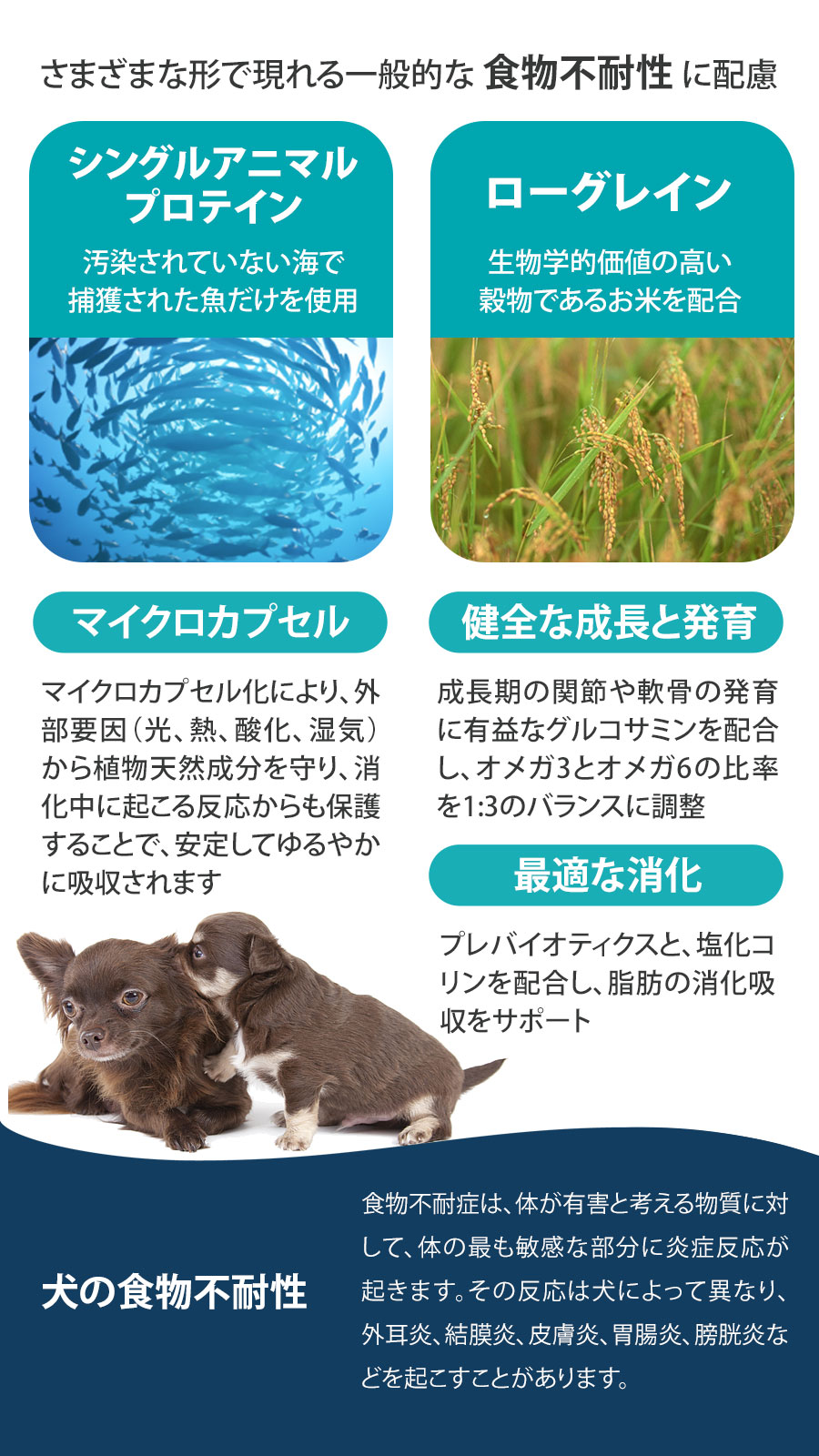 Daily Pro アダルトミニ フィッシュ