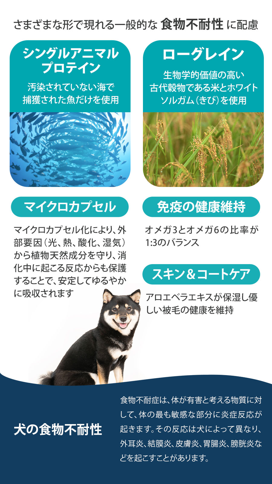 Daily Pro アダルトミニ フィッシュ