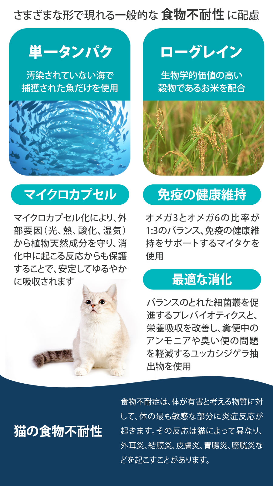 Daily Pro アダルトフィッシュ キャット