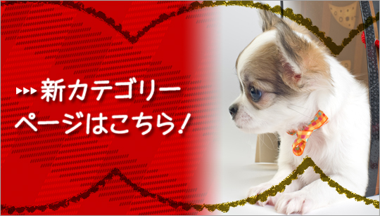 �V�J�e�S���[�y�[�W��