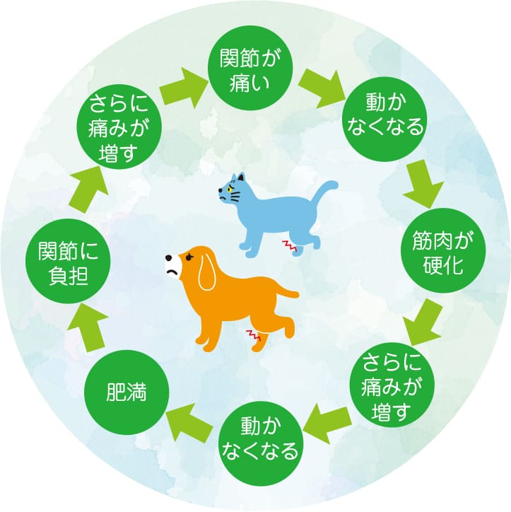 犬と猫の関節ケアは、年齢を重ねるにつれて重要度
が高くなります。
