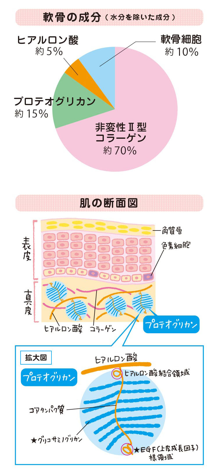なぜプロテオグリカンと?型コラーゲン