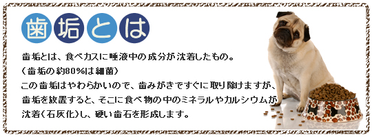歯垢とは