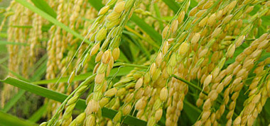 マルカワみそ 自然栽培の白米