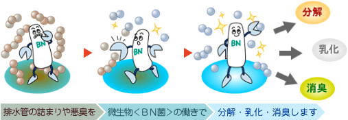 BN菌の活性化
