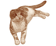 ニュートロ ナチュラルチョイス キャットフード