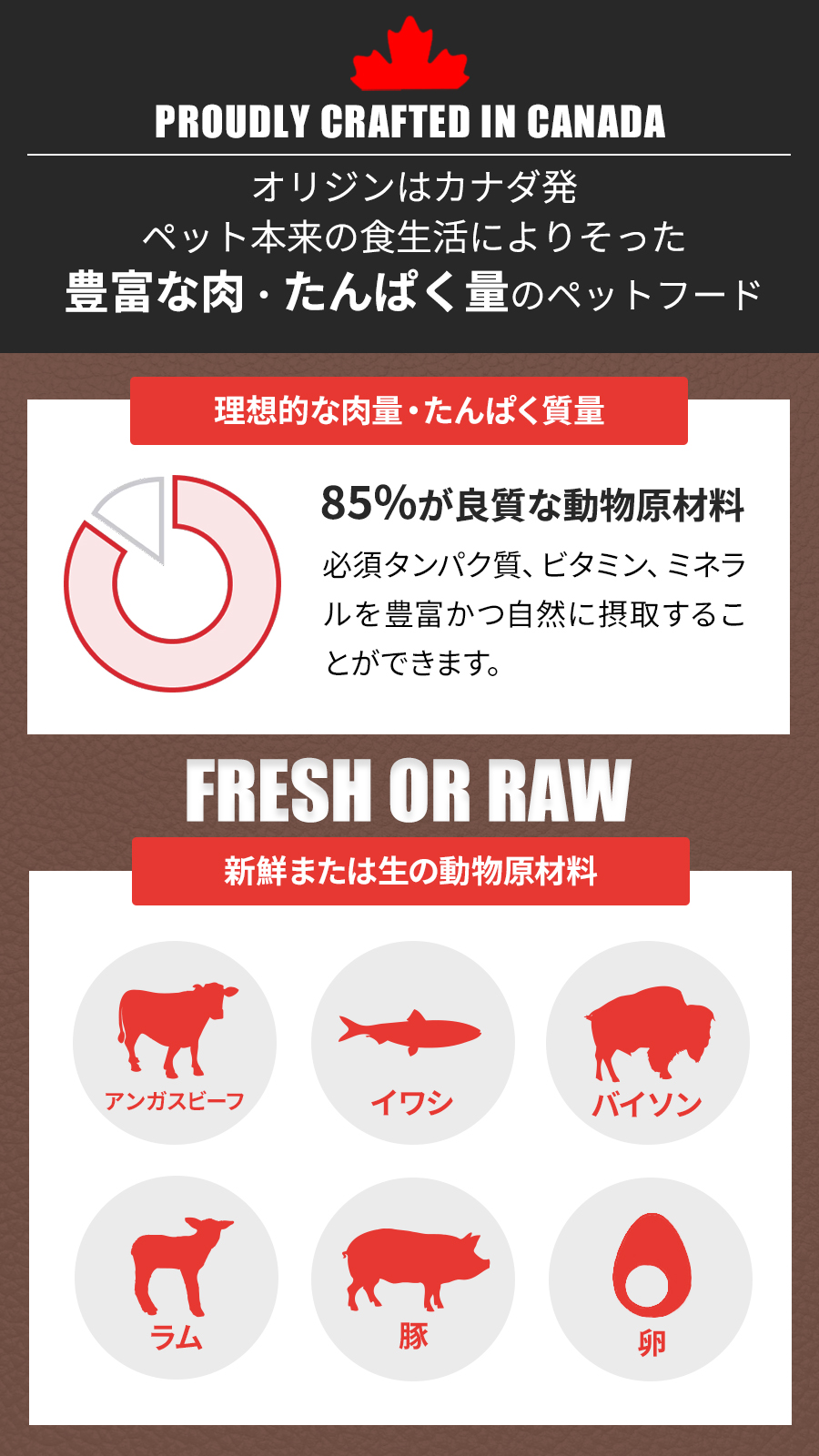 レジオナル　キャット