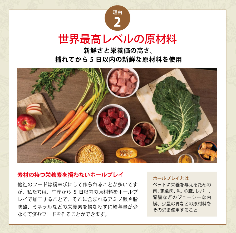 オリジン　キャット