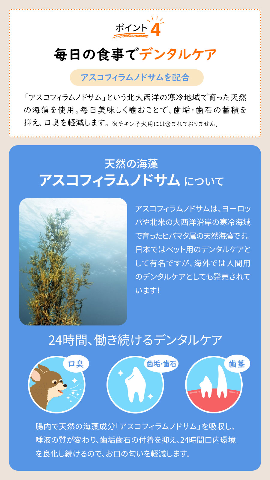 パウレ デンタルケア