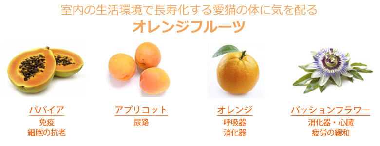 FORZA オレンジフルーツ