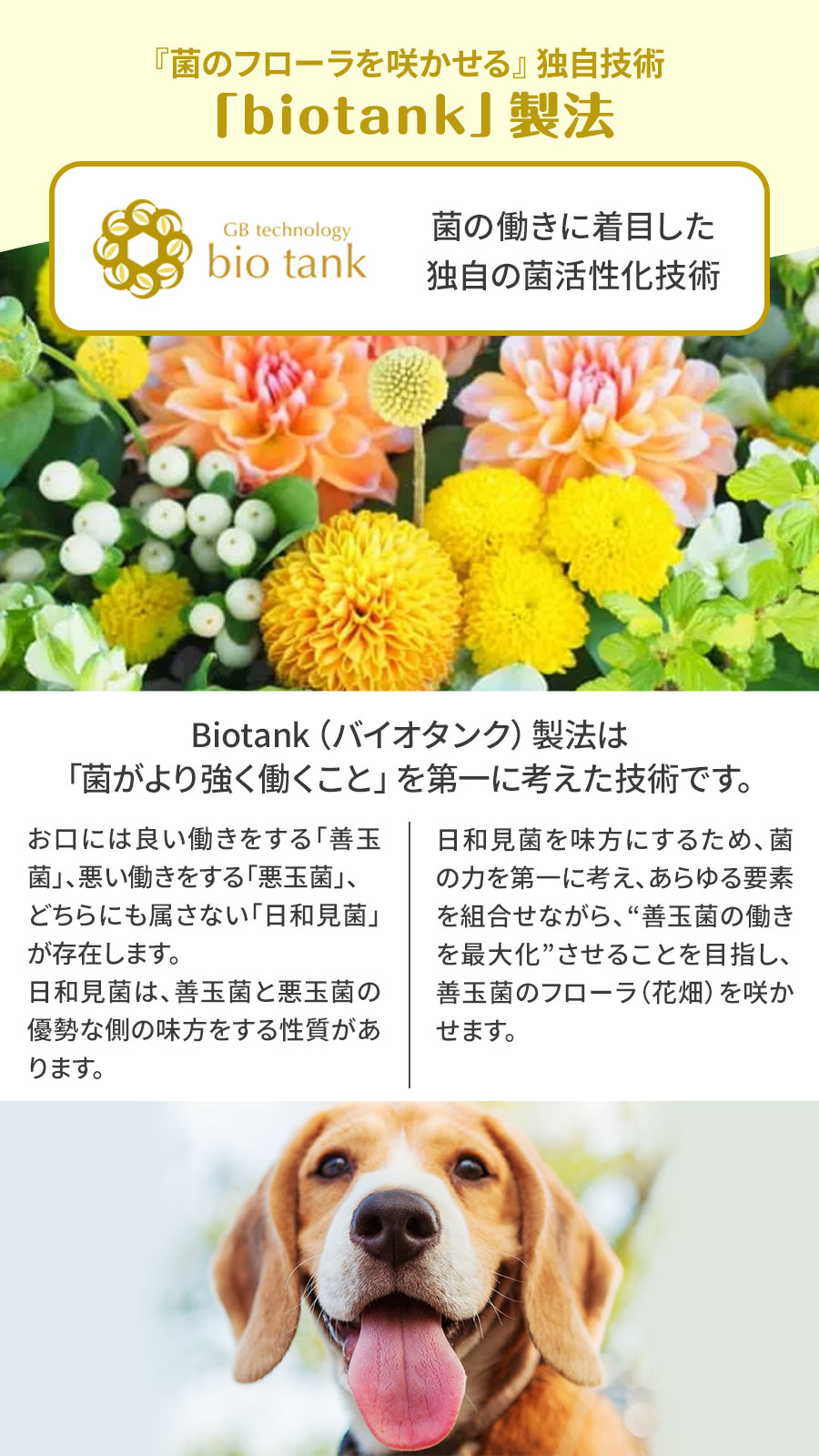 プロバイオデンタル