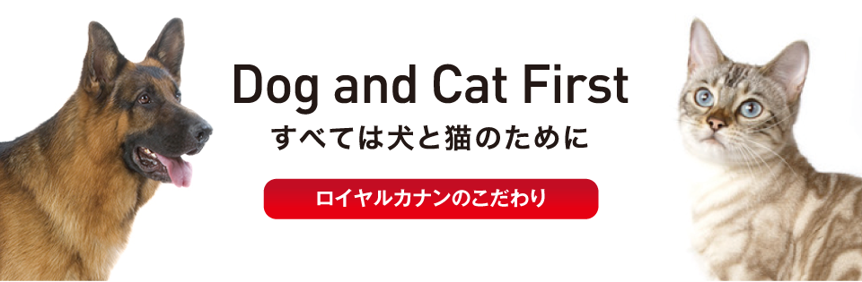 一番人気物 10kg メーカーの出荷状況により画像と異なるパッケージでお届けする場合がございます ロングヘアー インドア 全国送料無料 ロイヤルカナン キャットフード サプリメント Revistarap Com Br