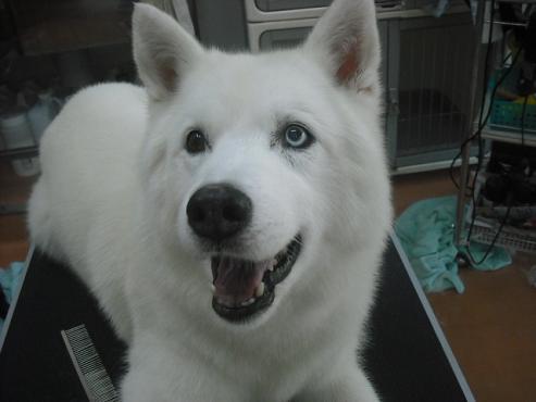 ラッキーちゃん