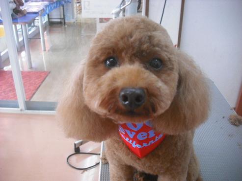 チャイムちゃん