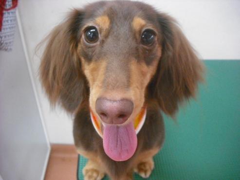 ハッピーちゃん