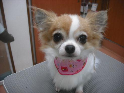 ショコラちゃん