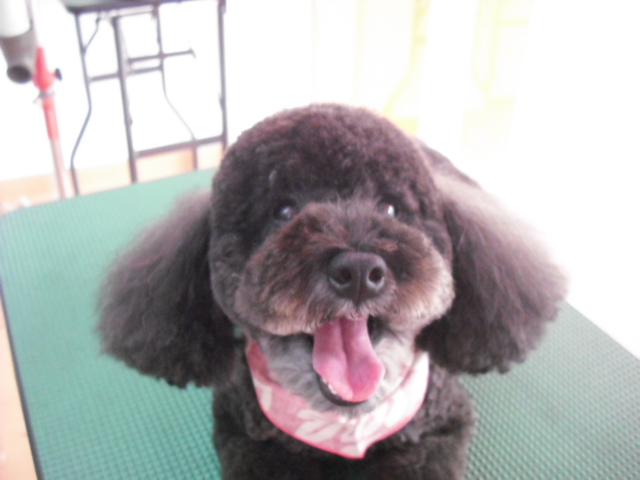 はんぞうちゃん