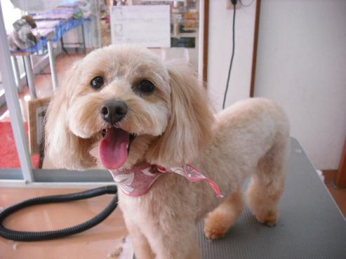 ケイティちゃん