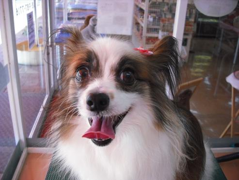 アリエルちゃん