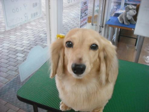 シルキィちゃん