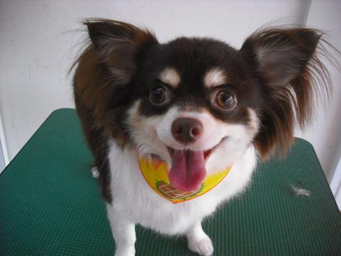 チョコラちゃん