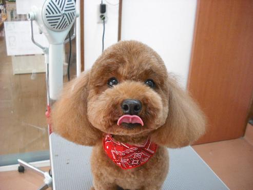 チャイムちゃん