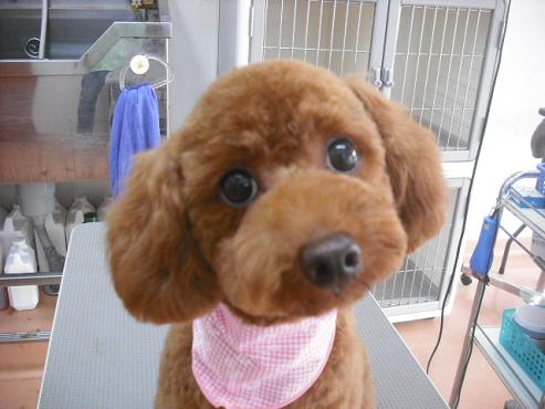 キャンディちゃん