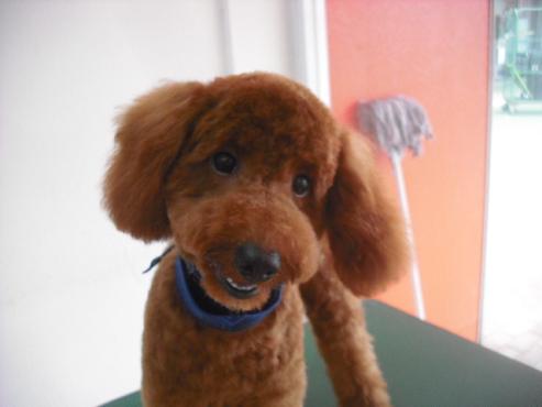 ダッフィーくん