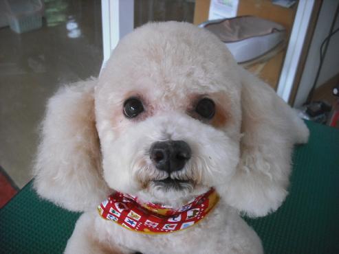 ヴェルニーちゃん