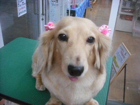 シルキィちゃん