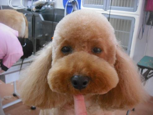 ショコラちゃん