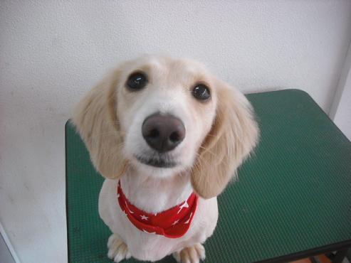 マイリーちゃん