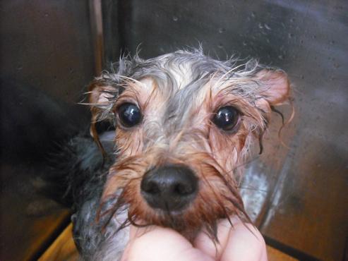 ティアラちゃん