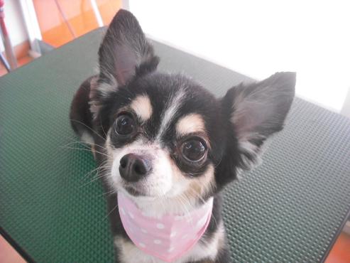 Ｔｎｉｙ　ちゃん