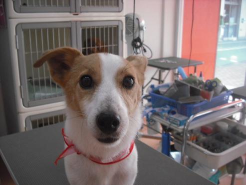 ピーピー丸くん