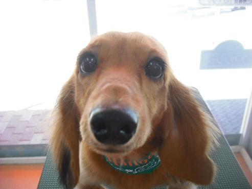 ミルキーちゃん