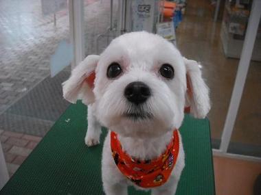 ファルコンちゃん