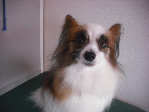 アリエルちゃん