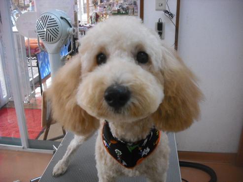 キャプテンくん