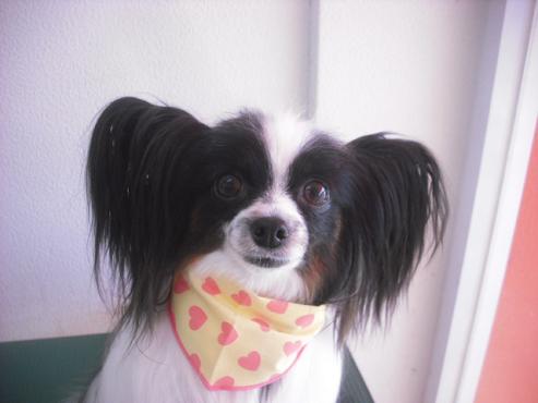 マイリーちゃん